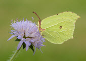 Brimstone Close up,Macro,macrophotography,butterfly,butterflies,Brimstone,Gonepteryx rhamni,Insects,Insecta,Whites, Sulphurs, Orange-tips,Pieridae,Lepidoptera,Butterflies, Skippers, Moths,Arthropoda,Arthropods,