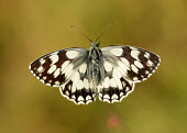 Marbled white Marbled white,Animalia,Arthropoda,Insecta,Lepidoptera,Nymphalidae,Melanargia galathea,butterfly,butterflies