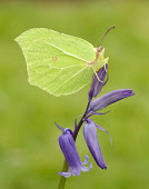 Brimstone Close up,Macro,macrophotography,butterfly,butterflies,Brimstone,Gonepteryx rhamni,Insects,Insecta,Whites, Sulphurs, Orange-tips,Pieridae,Lepidoptera,Butterflies, Skippers, Moths,Arthropoda,Arthropods,