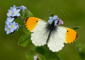 Orange-tip butterfly,butterflies,Orange-tip,Anthocharis cardamines,Insects,Insecta,Whites, Sulphurs, Orange-tips,Pieridae,Lepidoptera,Butterflies, Skippers, Moths,Arthropoda,Arthropods,Anthocharis,Europe,Urban,A