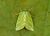 Green Silver-lines Green Silver-lines,moth,moths,Animalia,Arthropoda,Insecta,Lepidoptera,Nolidae,Pseudoips prasinana