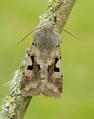 Hebrew character Animalia,Athropoda,Insecta,Lepidoptera,Noctuidae,Orthosia gothica,Hebrew character,moth,moths