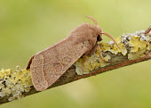 Common quaker Common quaker,Animalia,Arthropoda,Insecta,Lepidoptera,Noctuidae,Orthosia cerasi,moth,moths