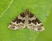 Broken-barred carpet Close up,Macro,macrophotography,Broken-barred carpet,Animalia,Arthropoda,Insecta,Lepidoptera,Geometridae,Electrophaes,Electrophaes corylata