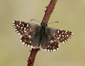 Grizzled Skipper Animalia,Arthropoda,Insecta,Lepidoptera,Hesperiidae,Pyrgus malvae,Grizzled skipper,butterfly,butterflies,Grizzled Skipper