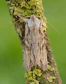 Blair's Shoulder-knot Blair's Shoulder-knot,Animalia,Arthropoda,Insecta,Lepidoptera,Noctuidae,Lithophane,Lithophane leautieri,moth,moths