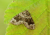 Devon carpet Devon carpet,Animalia,Athropoda,Insecta,Lepidoptera,Geometridae,Lampropteryx otregiata,moth,moths