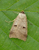 Blackneck Macro,macrophotography,Close up,Animalia,Arthropoda,Insecta,Lepidoptera,Noctuidae,Erebidae,Lygephila,Lygephila pastinum,Blackneck,moth,moths