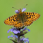 Pearl-bordered fritillary Macro,macrophotography,Close up,Pearl-bordered fritillary,Animalia,Arthropoda,Insecta,Lepidoptera,Nymphalidae,Boloria euphrosyne,butterfly,butterflies,Brush-Footed Butterflies,Insects,Arthropods,Butte