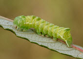 Dot moth Dot moth,Animalia,Athropoda,Insecta,Lepidoptera,Noctuidae,Melanchra persicariae,moth,moths