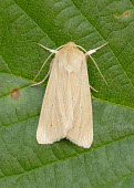 Common wainscot Common wainscot,Animalia,Arthropoda,Insecta,Lepidoptera,Noctuidae,Mythimna pallens,moth,moths