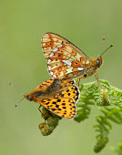 Pearl-bordered fritillary Pearl-bordered fritillary,Animalia,Arthropoda,Insecta,Lepidoptera,Nymphalidae,Boloria euphrosyne,butterfly,butterflies,Brush-Footed Butterflies,Insects,Arthropods,Butterflies, Skippers, Moths,Broadlea