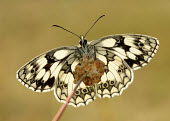 Marbled white Marbled white,Animalia,Arthropoda,Insecta,Lepidoptera,Nymphalidae,Melanargia galathea,butterfly,butterflies