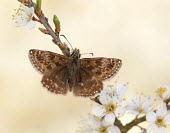 Dingy skipper Dingy skipper,Animalia,Arthropoda,Insecta,Lepidoptera,Hesperiidae,Erynnis,Erynnis tages,butterfly,butterflies