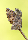 Dingy skipper Dingy skipper,Animalia,Arthropoda,Insecta,Lepidoptera,Hesperiidae,Erynnis,Erynnis tages,butterfly,butterflies