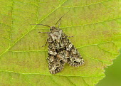 Brindled green Brindled green,Animalia,Arthropoda,Insecta,Lepidoptera,Noctuidae,Dryobotodes,Dryobotodes eremita,moth,moths