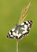 Marbled white Macro,macrophotography,Close up,Marbled white,Animalia,Arthropoda,Insecta,Lepidoptera,Nymphalidae,Melanargia galathea,butterfly,butterflies