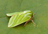 Green Silver-lines Green Silver-lines,moth,moths,Animalia,Arthropoda,Insecta,Lepidoptera,Nolidae,Pseudoips prasinana