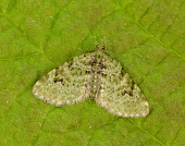 V-pug Animalia,Athropoda,Insecta,Lepidoptera,Geometridae,Chloroclystis v-ata,moth,moths,V-pug