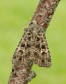 Gothic Gothic,moth,moths,Animalia,Athropoda,Insecta,Lepidoptera,Noctuidae,Naenia typica