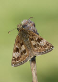 Dingy skipper Dingy skipper,Animalia,Arthropoda,Insecta,Lepidoptera,Hesperiidae,Erynnis,Erynnis tages,butterfly,butterflies