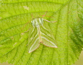 Green Silver-lines Green Silver-lines,moth,moths,Animalia,Arthropoda,Insecta,Lepidoptera,Nolidae,Pseudoips prasinana