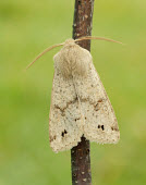 Twin-spotted quaker Green background,Close up,Macro,macrophotography,Animalia,Athropoda,Insecta,Lepidoptera,Noctuidae,Anorthoa munda,moth,moths,Twin-spotted quaker