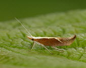 Honeysuckle moth Animalia,Arthropoda,Insecta,Lepidoptera,Ypsolophidae,Ypsolopha dentella,European Honeysuckle Moth,Honeysuckle moth,moth,moths