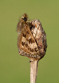 Dingy skipper Dingy skipper,Animalia,Arthropoda,Insecta,Lepidoptera,Hesperiidae,Erynnis,Erynnis tages,butterfly,butterflies