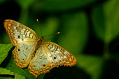 Butterfly - Butterfly Wonderland, USA Animalia,Arthropoda,Insecta,Lepidoptera,butterfly,butterflies,insect,insects