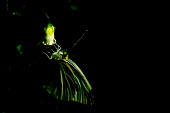 Butterfly - Australia Close up,Macro,macrophotography,butterfly,butterflies,Animalia,Arthropoda,Insecta,Lepidoptera