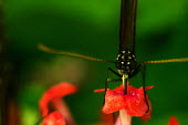 Butterfly - Butterfly Wonderland, USA Animalia,Arthropoda,Insecta,Lepidoptera,butterfly,butterflies,insect,insects