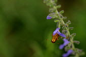 Butterfly - Australia Close up,Macro,macrophotography,butterfly,butterflies,Animalia,Arthropoda,Insecta,Lepidoptera