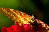 Butterfly - Butterfly Wonderland, USA Animalia,Arthropoda,Insecta,Lepidoptera,butterfly,butterflies,insect,insects