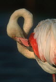 Greater flamingo - South Africa flamingo,flamingos,bird,birds,Greater flamingo,Phoenicopterus roseus,Ciconiiformes,Herons Ibises Storks and Vultures,Chordates,Chordata,Phoenicopteridae,Flamingos,Phoenicopteriformes,Aves,Birds,pink f