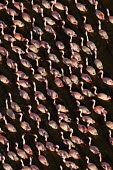 Lesser flamingos flock in their thousands, known as a flamboyance - Kenya flamingo,flamingos,bird,birds,Lesser flamingo,Phoenicopterus minor,Ciconiiformes,Herons Ibises Storks and Vultures,Flamingos,Phoenicopteriformes,Chordates,Chordata,Phoenicopteridae,Aves,Birds,Flamenco