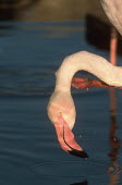 Greater flamingo - South Africa flamingo,flamingos,bird,birds,Greater flamingo,Phoenicopterus roseus,Ciconiiformes,Herons Ibises Storks and Vultures,Chordates,Chordata,Phoenicopteridae,Flamingos,Phoenicopteriformes,Aves,Birds,pink f