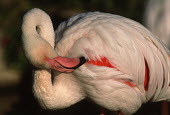 Greater flamingo - South Africa flamingo,flamingos,bird,birds,Greater flamingo,Phoenicopterus roseus,Ciconiiformes,Herons Ibises Storks and Vultures,Chordates,Chordata,Phoenicopteridae,Flamingos,Phoenicopteriformes,Aves,Birds,pink f