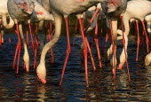 Greater flamingo - South Africa flamingo,flamingos,bird,birds,Greater flamingo,Phoenicopterus roseus,Ciconiiformes,Herons Ibises Storks and Vultures,Chordates,Chordata,Phoenicopteridae,Flamingos,Phoenicopteriformes,Aves,Birds,pink f