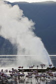 Lake shores of Nakuru and Bogoria filled with thousands of lesser flamingos - Kenya pink,colours,color,colors,Colour,Lake,lakes,Aquatic,water,water body,Colonisation,Colony,Colonial,coloration,Colouration,environment,ecosystem,Habitat,flamingo,flamingos,bird,birds,Lesser flamingo,Pho