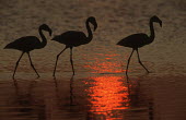 Greater flamingo - South Africa flamingo,flamingos,bird,birds,Greater flamingo,Phoenicopterus roseus,Ciconiiformes,Herons Ibises Storks and Vultures,Chordates,Chordata,Phoenicopteridae,Flamingos,Phoenicopteriformes,Aves,Birds,pink f