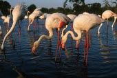 Greater flamingo - South Africa flamingo,flamingos,bird,birds,Greater flamingo,Phoenicopterus roseus,Ciconiiformes,Herons Ibises Storks and Vultures,Chordates,Chordata,Phoenicopteridae,Flamingos,Phoenicopteriformes,Aves,Birds,pink f