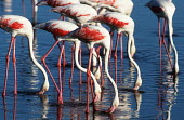 Greater flamingo - South Africa flamingo,flamingos,bird,birds,Greater flamingo,Phoenicopterus roseus,Ciconiiformes,Herons Ibises Storks and Vultures,Chordates,Chordata,Phoenicopteridae,Flamingos,Phoenicopteriformes,Aves,Birds,pink f