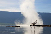 Lake shores of Nakuru and Bogoria filled with thousands of lesser flamingos - Kenya flamingo,flamingos,bird,birds,Lesser flamingo,Phoenicopterus minor,Ciconiiformes,Herons Ibises Storks and Vultures,Flamingos,Phoenicopteriformes,Chordates,Chordata,Phoenicopteridae,Aves,Birds,Flamenco