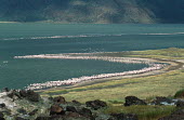 A flamboyance of lesser flamingos - Kenya Aquatic,water,water body,migration,migrate,Migratory,travel,Lake,lakes,environment,ecosystem,Habitat,flamingo,flamingos,bird,birds,Lesser flamingo,Phoenicopterus minor,Ciconiiformes,Herons Ibises Stor