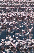 A flamboyance of lesser flamingos - Kenya flamingo,flamingos,bird,birds,Lesser flamingo,Phoenicopterus minor,Ciconiiformes,Herons Ibises Storks and Vultures,Flamingos,Phoenicopteriformes,Chordates,Chordata,Phoenicopteridae,Aves,Birds,Flamenco