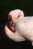 Lesser flamingo - Kenya flamingo,flamingos,bird,birds,Lesser flamingo,Phoenicopterus minor,Ciconiiformes,Herons Ibises Storks and Vultures,Flamingos,Phoenicopteriformes,Chordates,Chordata,Phoenicopteridae,Aves,Birds,Flamenco