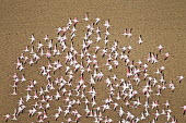 Lesser flamingos flock in their thousands, known as a flamboyance - Kenya flamingo,flamingos,bird,birds,Lesser flamingo,Phoenicopterus minor,Ciconiiformes,Herons Ibises Storks and Vultures,Flamingos,Phoenicopteriformes,Chordates,Chordata,Phoenicopteridae,Aves,Birds,Flamenco