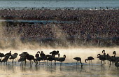 A flamboyance of lesser flamingos - Kenya flamingo,flamingos,bird,birds,Lesser flamingo,Phoenicopterus minor,Ciconiiformes,Herons Ibises Storks and Vultures,Flamingos,Phoenicopteriformes,Chordates,Chordata,Phoenicopteridae,Aves,Birds,Flamenco