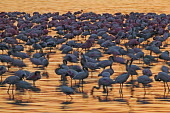 Lesser flamingos flock in their thousands, known as a flamboyance - Kenya flamingo,flamingos,bird,birds,Lesser flamingo,Phoenicopterus minor,Ciconiiformes,Herons Ibises Storks and Vultures,Flamingos,Phoenicopteriformes,Chordates,Chordata,Phoenicopteridae,Aves,Birds,Flamenco